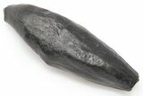 3.8" Fossil Sperm Whale (Scaldicetus) Tooth - South Carolina - #198790-1